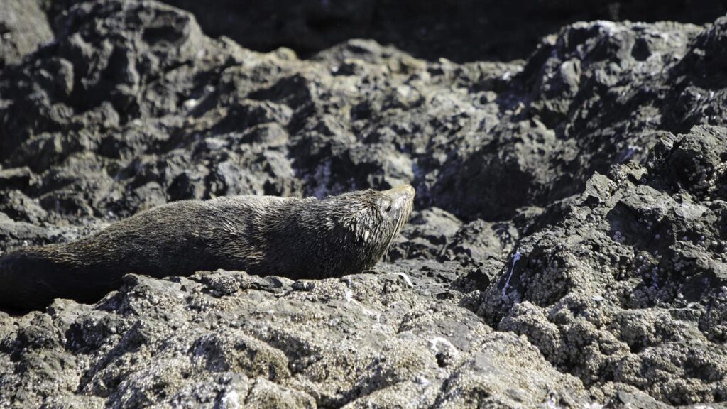 Fullers Bay of Islands