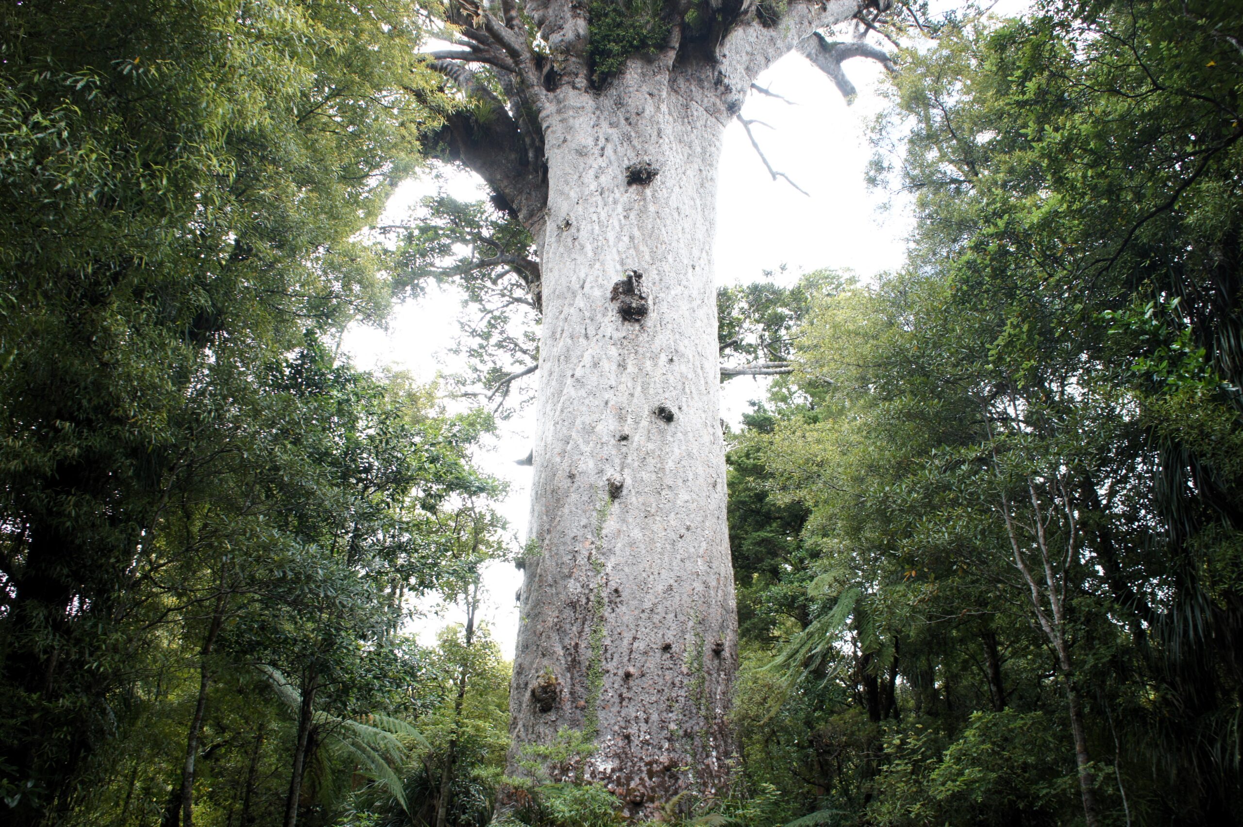 Waipoua Forest Northland