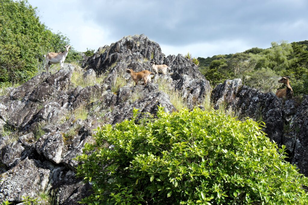 Wairere Boulders New Zealand