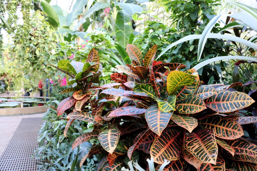 Winter Gardens Auckland
